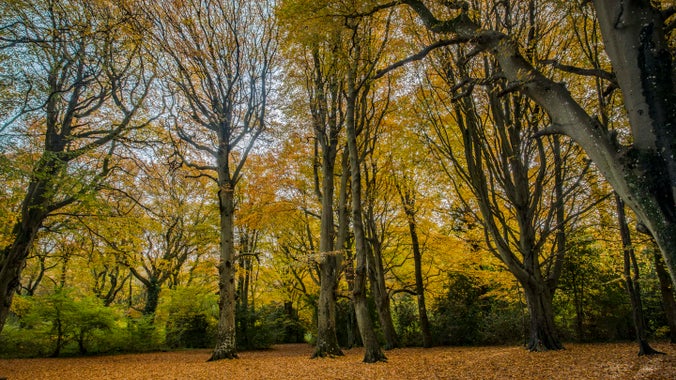 Back-lit trees in autumn gives Borthwood Copse a yellow glow